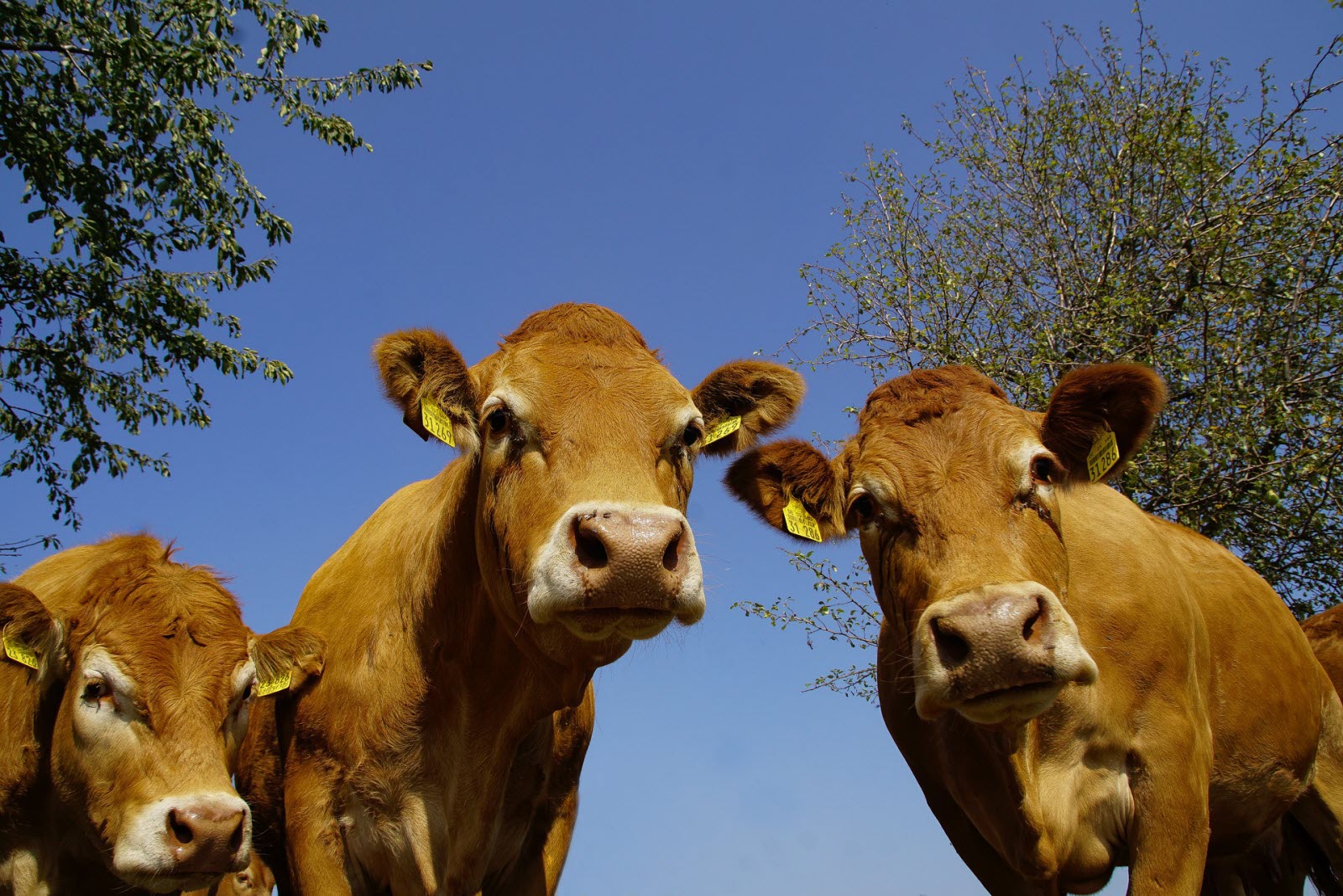 FNB – Indicateurs de marché viande bovine 2024